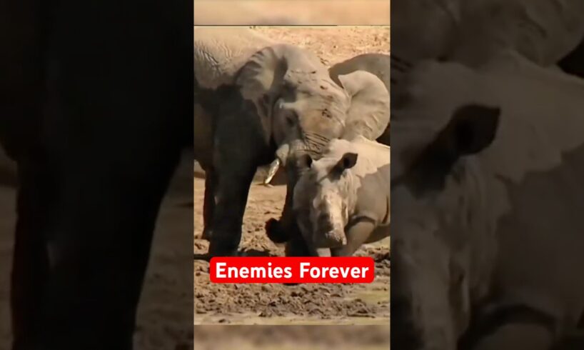 4 Craziest Animal Fights In The Animal Kingdom