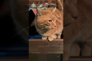 @georgerailwaycat Playing hunt the piggy 😂 #cat #catlovers