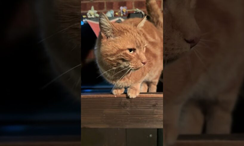 @georgerailwaycat Playing hunt the piggy 😂 #cat #catlovers