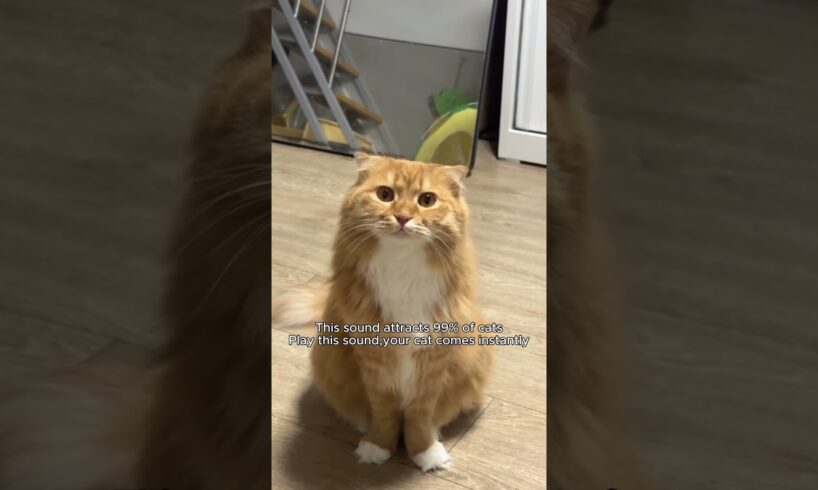 @sweetdoghugs Play this sound to attract your cat 😺😀 #cat #catlovers 👍