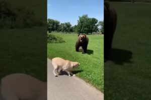 🐻 A Brave Cat Saves His Dog Friend from a Charging Bear!