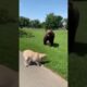🐻 A Brave Cat Saves His Dog Friend from a Charging Bear!
