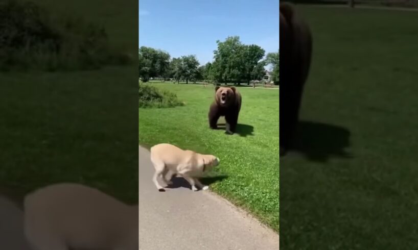 🐻 A Brave Cat Saves His Dog Friend from a Charging Bear!