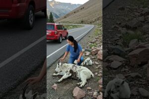 A Kind Woman Rescued a Helpless Mountain Goat and Her Kids on the Cliffside #animals #goat #rescue