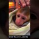 A baby monkey was rescued from the jungle near our house. #shorts #rescue #trending