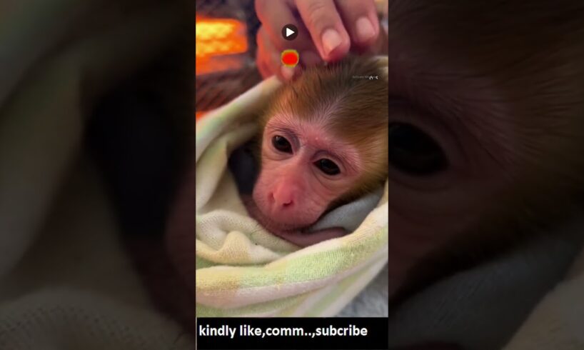 A baby monkey was rescued from the jungle near our house. #shorts #rescue #trending