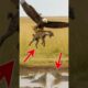 A mother eagle rescues her chick from a hyena attack!#animals #wildlife #dog