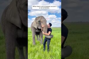 A young man built a friendship with his rescued elephant #shorts