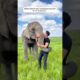 A young man built a friendship with his rescued elephant #shorts