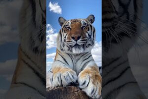 Adopted a baby tiger #animalrescue #saveanimals #wildliferescue #tiger #tigercub #shorts