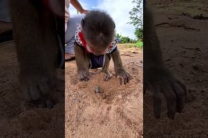 Adorable Play of Icy & Bryan Little Monkeys #pets  #trending #youtubeshorts #animals #ytshorts