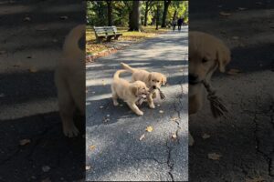 Adorable Puppies Playing Funny Video #puppy #dog #funny #viral #shorts