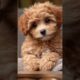 🐾 Adorable Puppy Moments You Can't Miss!🐶 Cutest Puppies EVER! 😍 #cute #funny #pets #dog #catvideos
