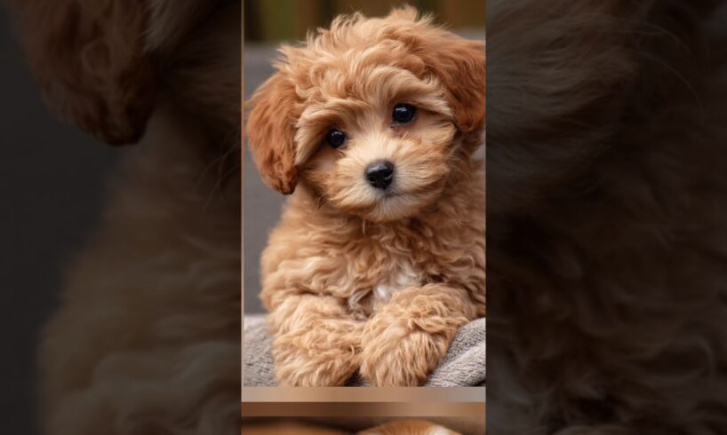 🐾 Adorable Puppy Moments You Can't Miss!🐶 Cutest Puppies EVER! 😍 #cute #funny #pets #dog #catvideos