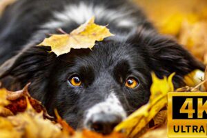 All the Cutest Dogs in one video 4K Ultra HD