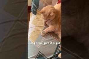 Amazing Cat Performs Magic Trick! #Cats #Tricks