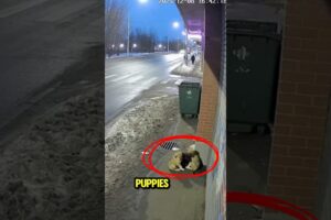 An elderly women helps cute puppies🥹🐶#shorts #help #dog #viral