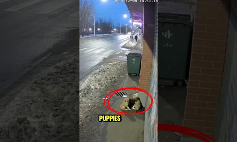 An elderly women helps cute puppies🥹🐶#shorts #help #dog #viral