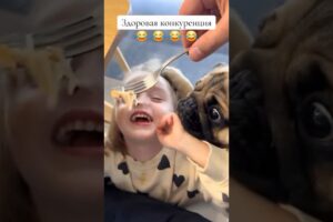 Animal Fails Of The Week 🐶😂