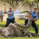 Animal Rescue: Brave Rescue Team RESCUES A Zebra From Giant Python