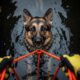 Animal Rescue Heroes: Intense Operation to Save German Shepherd Stuck in a Dark, Deep Pit! 👮‍♂️🐾