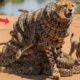 Animal Rescue : Rescue Team Save a Cheetah and Her Cub From Millions of Snake!