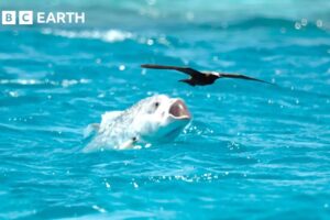 Animals Battling for Survival Narrated by David Attenborough | BBC Earth