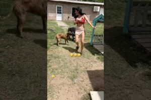 Animals Funny Compilation 🤣😂 #funnyanimals #animals #pets #shorts