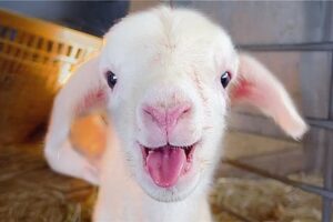 BABY Lamb's First BAAA!! 😍 FUNNIEST Farm Animals