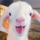 BABY Lamb's First BAAA!! 😍 FUNNIEST Farm Animals