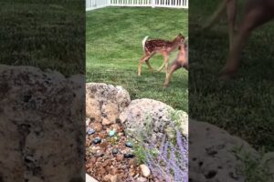 Baby Deer And Big Dog Play In Yard Together