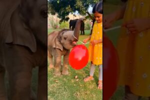 Baby Elephant Playing With Balloon Will Melt Your Heart ❤️