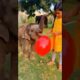Baby Elephant Playing With Balloon Will Melt Your Heart ❤️