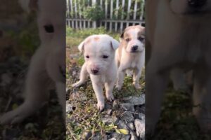 Baby dogs walking👀🥰😘😊#cute puppies walking #4kviral #puppy #dog #shorts