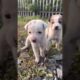 Baby dogs walking👀🥰😘😊#cute puppies walking #4kviral #puppy #dog #shorts