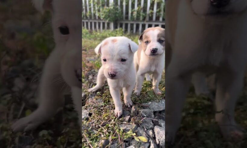 Baby dogs walking👀🥰😘😊#cute puppies walking #4kviral #puppy #dog #shorts