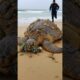 "Back to the Waves: Turtle Finds Freedom Again" #animals #rescue #shorts