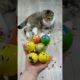 Balls 😁🐱 Cat Barsik Reverse Video #funnyreversecat #cat #catfunny #funny #funnyreverse #kitten