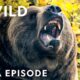 Battle for Territory & Blood | Animal Fight Night MEGA Episode | Nat Geo Animals
