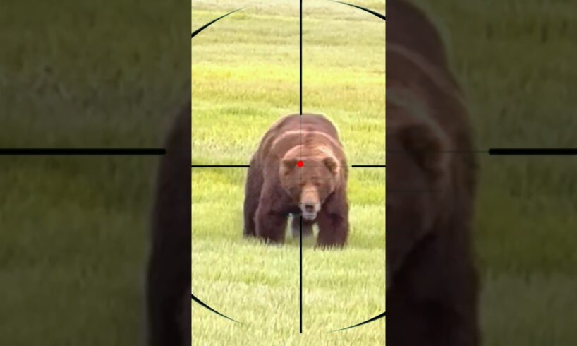 Bear Hunting | Caccia all'orso | Chasse à l'ours