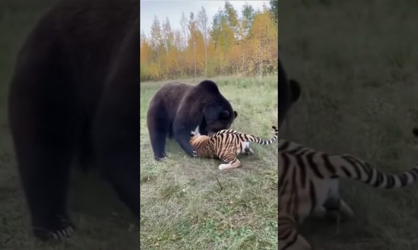 🐻🐯🦌Bear VS Tiger Fight Over a Deer! What Happens Next Is Wild #wildlife #animals #bear #tiger #fight