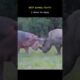 Best Animal Fights