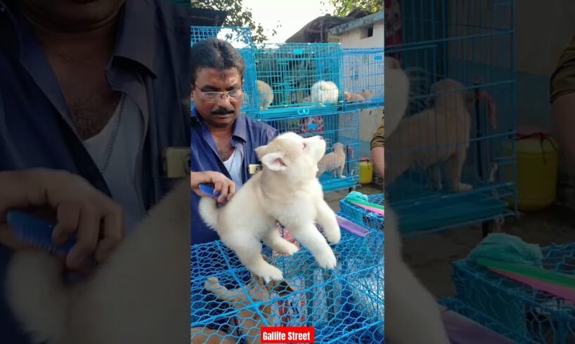 Best Dog Pat Market Kolkata /lowest price puppy dog/Gallif Street dogs