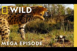Bone Crushing Battles: Nature’s Ultimate Attacks | Animal Fight Night MEGA EPISODE | Nat Geo Animals