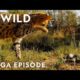 Bone Crushing Battles: Nature’s Ultimate Attacks | Animal Fight Night MEGA EPISODE | Nat Geo Animals