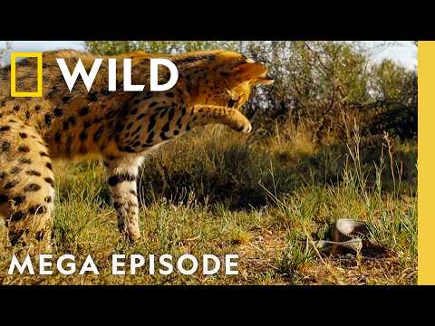 Bone Crushing Battles: Nature’s Ultimate Attacks | Animal Fight Night MEGA EPISODE | Nat Geo Animals