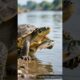 Brave Turtle Rescues Fish 🐢🐟#turtle #fish #ai