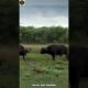 Buffalo Fight for Survival | Unstoppable Buffalo Fight | Raw Power of the Wild #buffaloattack