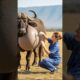 Buffalo Rescue Surgery | Female Doctor Saves Buffalo Baby | Animal Rescue Operation #animalrescue