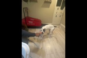 Bull lurcher & Patterdale play time #puppy #hunting #dogs #animals #viral #trending #lurcher #pat